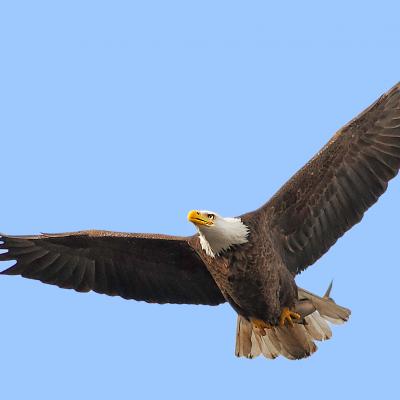 eagle-flying-masked-2