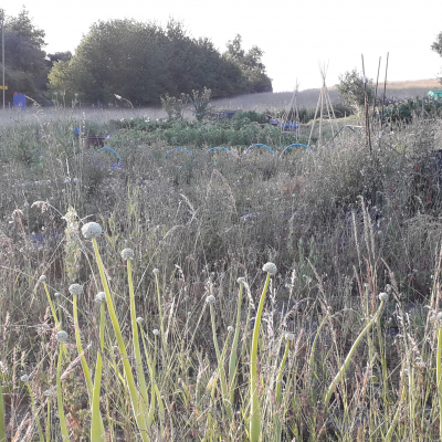 Allotment before