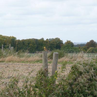 Ardington walk 3