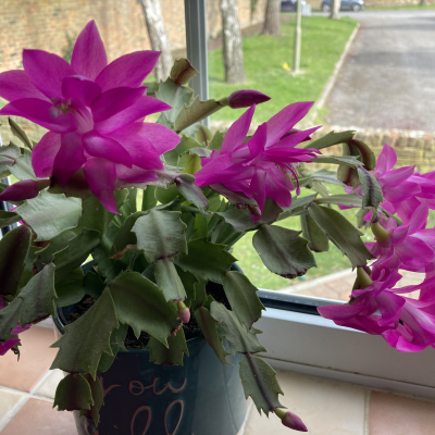 Christmas cactus